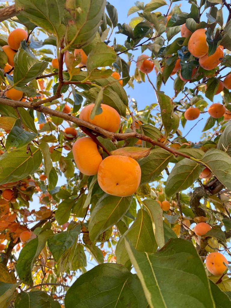Khakibaum